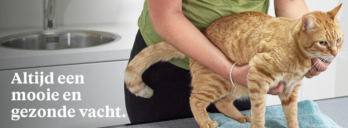 Huid- en vachtconsult voor je kat - € 9.95